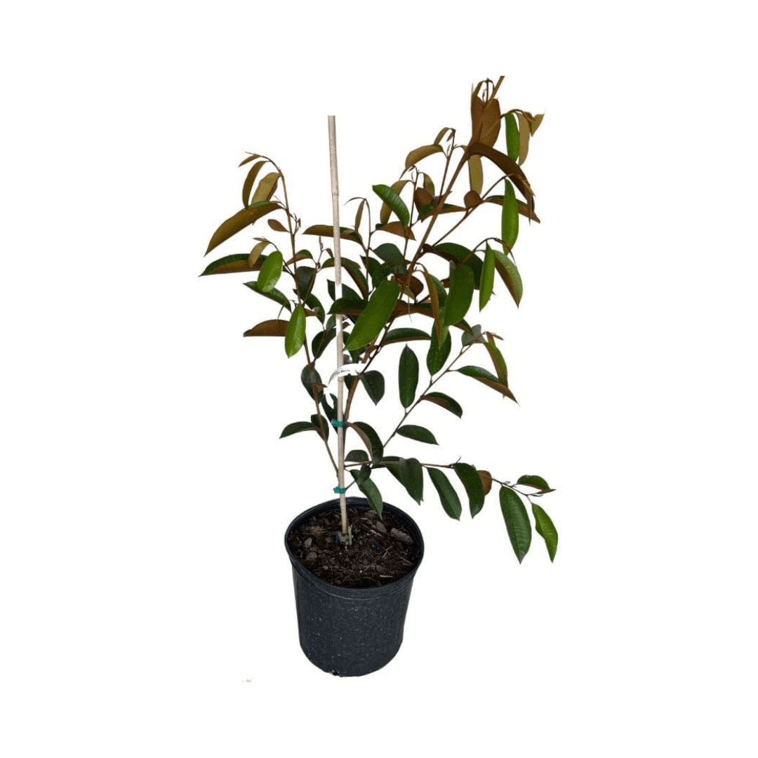 Purple Star Apple / Caimito Morado Grafted Fruit Trees 100-Carlos Tropical Fruits 2-3 feet & 3-gal 