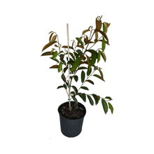 Purple Star Apple / Caimito Morado Grafted Fruit Trees 100-Carlos Tropical Fruits 2-3 feet & 3-gal 