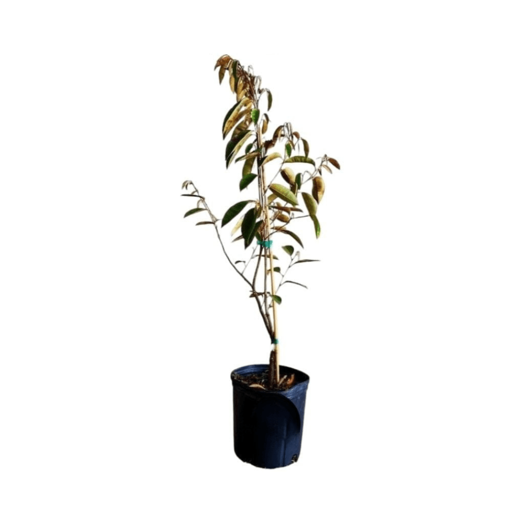 Purple Star Apple / Caimito Morado Grafted Fruit Trees 100-Carlos Tropical Fruits 1-2 feet & 1-gal 