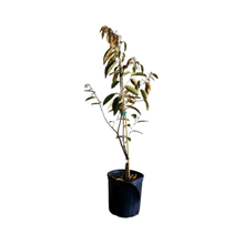 Purple Star Apple / Caimito Morado Grafted Fruit Trees 100-Carlos Tropical Fruits 1-2 feet & 1-gal 