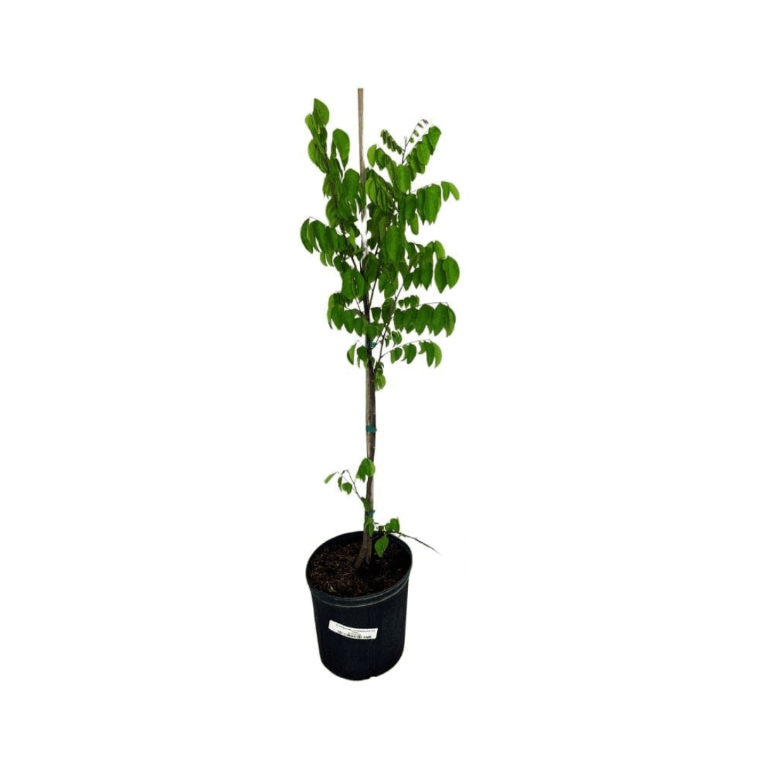 Sri Kembangan Star Fruit Carambola Fruit Tree, Grafted 100-Carlos Tropical Fruits 2-3 feet & 3-gal 