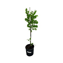 Sri Kembangan Star Fruit Carambola Fruit Tree, Grafted 100-Carlos Tropical Fruits 2-3 feet & 3-gal 
