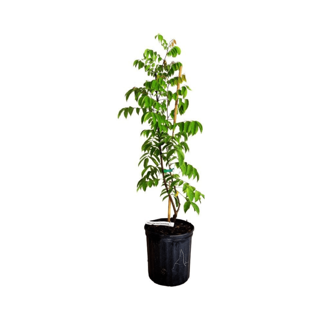 Arkin Star fruit Carambola Fruit Tree, Grafted Fruit Trees 100-Carlos Tropical Fruits 1-2 feet & 1-gal 