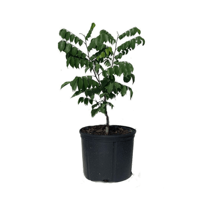 Arkin Star fruit Carambola Fruit Tree, Grafted Fruit Trees 100-Carlos Tropical Fruits 4 feet & 7-gal 