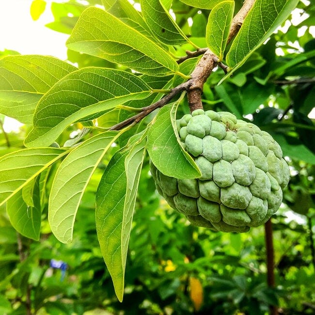 Na Dai Sugar Apple Vietnamese, Sweetsop, Annona Tree Fruit Trees 100-Carlos Tropical Fruits 