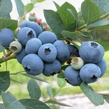 Sunshine Blue Blueberry Plant - Dwarf Southern Highbush Blueberry Everglades Farm 