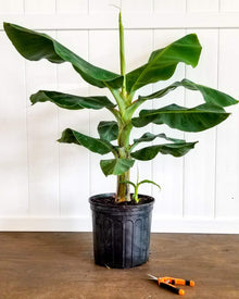 Dwarf Green Banana Plant 118-Agri-Starts Inc 
