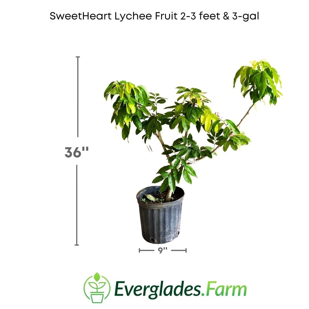 SweetHeart Lychee Fruit Tree Fruit Trees 111-Lalo Melo 2-3 feet & 3-gal
