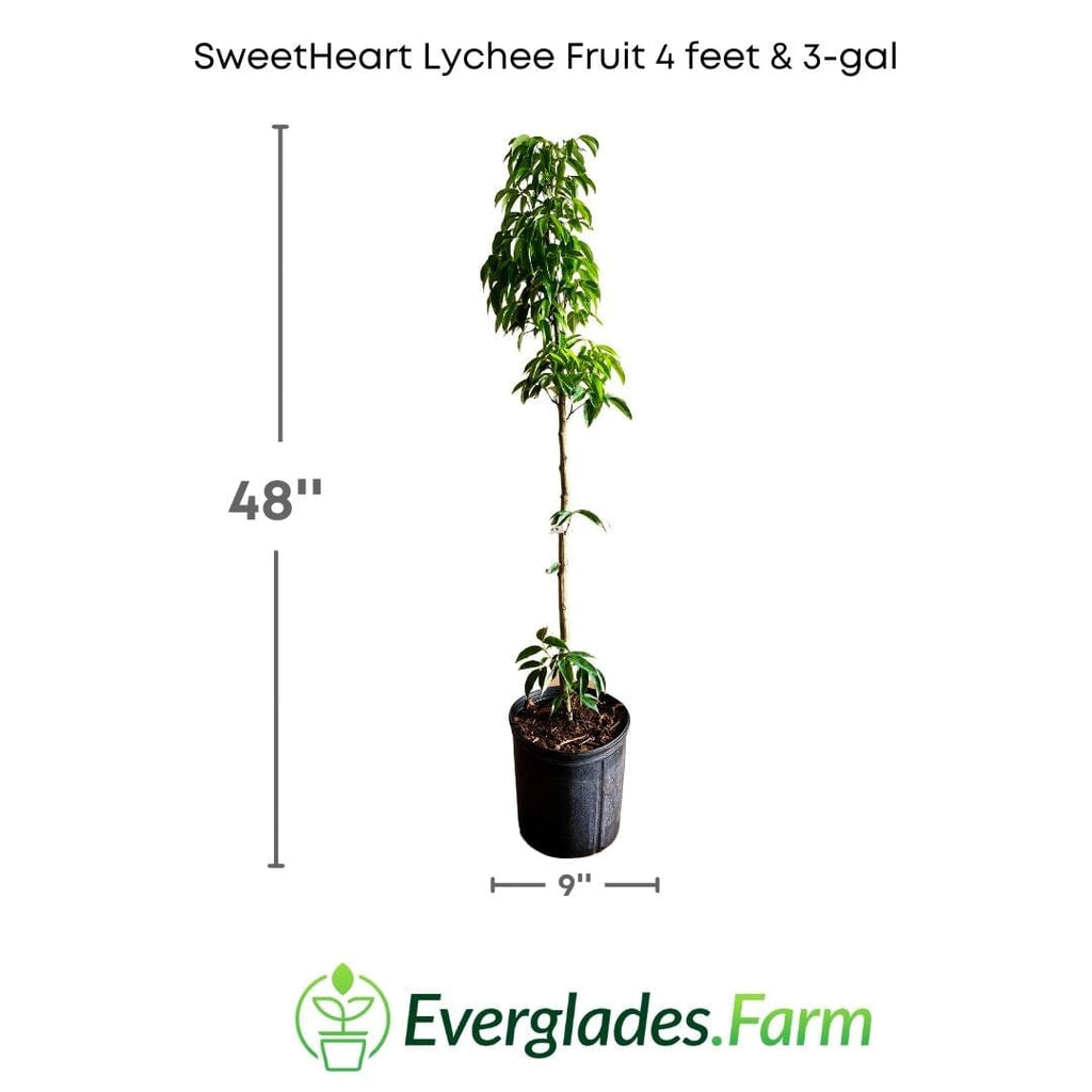 SweetHeart Lychee Fruit Tree Fruit Trees 111-Lalo Melo 4 feet & 3-gal