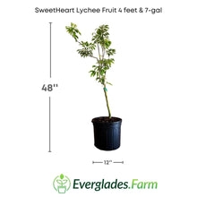 SweetHeart Lychee Fruit Tree Fruit Trees 111-Lalo Melo 4 feet & 7-gal