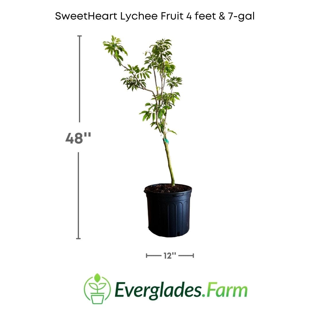 SweetHeart Lychee Fruit Tree Fruit Trees 111-Lalo Melo 4 feet & 7-gal