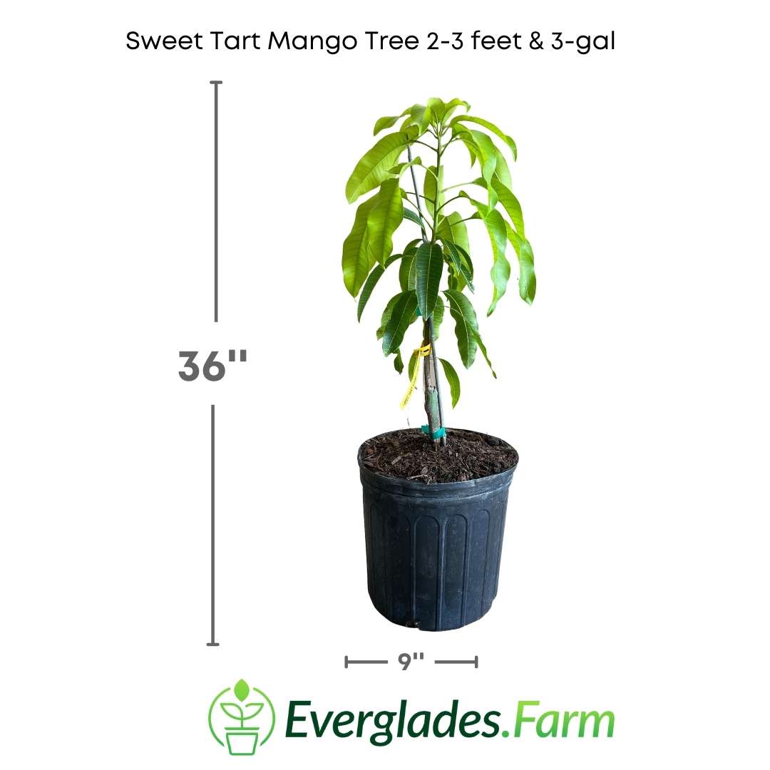 The Sweet Tart Mango Tree is a grafted variety that produces fruits with a sweet and sour flavor at the same time, making it a popular choice for those who enjoy contrasting flavors. This variety has earned its name due to its taste reminiscent of Sweet Tart candies.