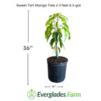 Sweet Tart Mango Tree, Grafted Fruit Trees 102-Zill High Performance Plants 2-3 feet & 3-gal 