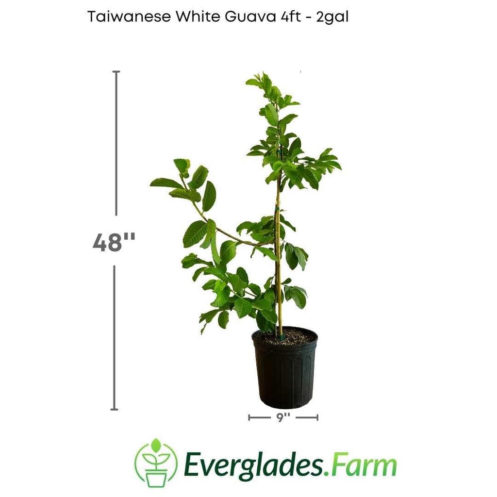Taiwanese White Guava Tree Fruit Trees 103-Pine Island Nursery 4 feet & 3-gal