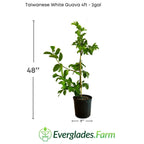 Taiwanese White Guava Tree Fruit Trees 103-Pine Island Nursery 4 feet & 3-gal