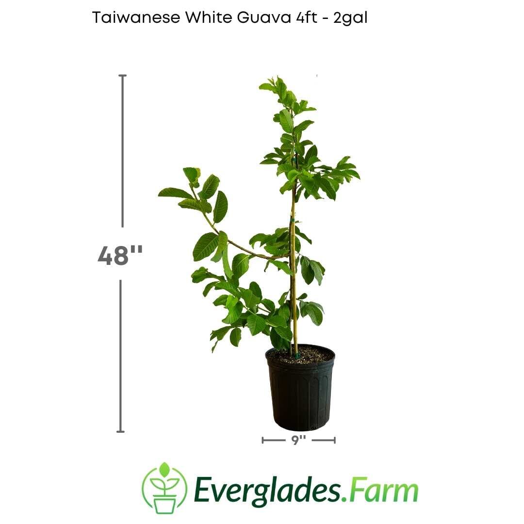 Taiwanese White Guava Tree Fruit Trees 103-Pine Island Nursery 4 feet & 3-gal