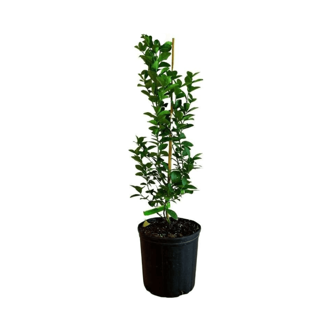 Thornless Key Lime Tree | from cuttings | Mexican Lime Tree 113-Brite Leaf Citrus Nursery 2-3 feet & 3-gal 