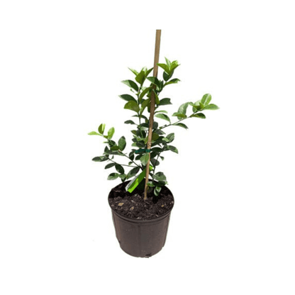 Thornless Key Lime Tree | Grafted | Mexican Lime Tree 113-Brite Leaf Citrus Nursery 3-4 feet & 3-gal 