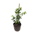 Thornless Key Lime Tree | from cuttings | Mexican Lime Tree 113-Brite Leaf Citrus Nursery 24-30 inches & 1-gal 