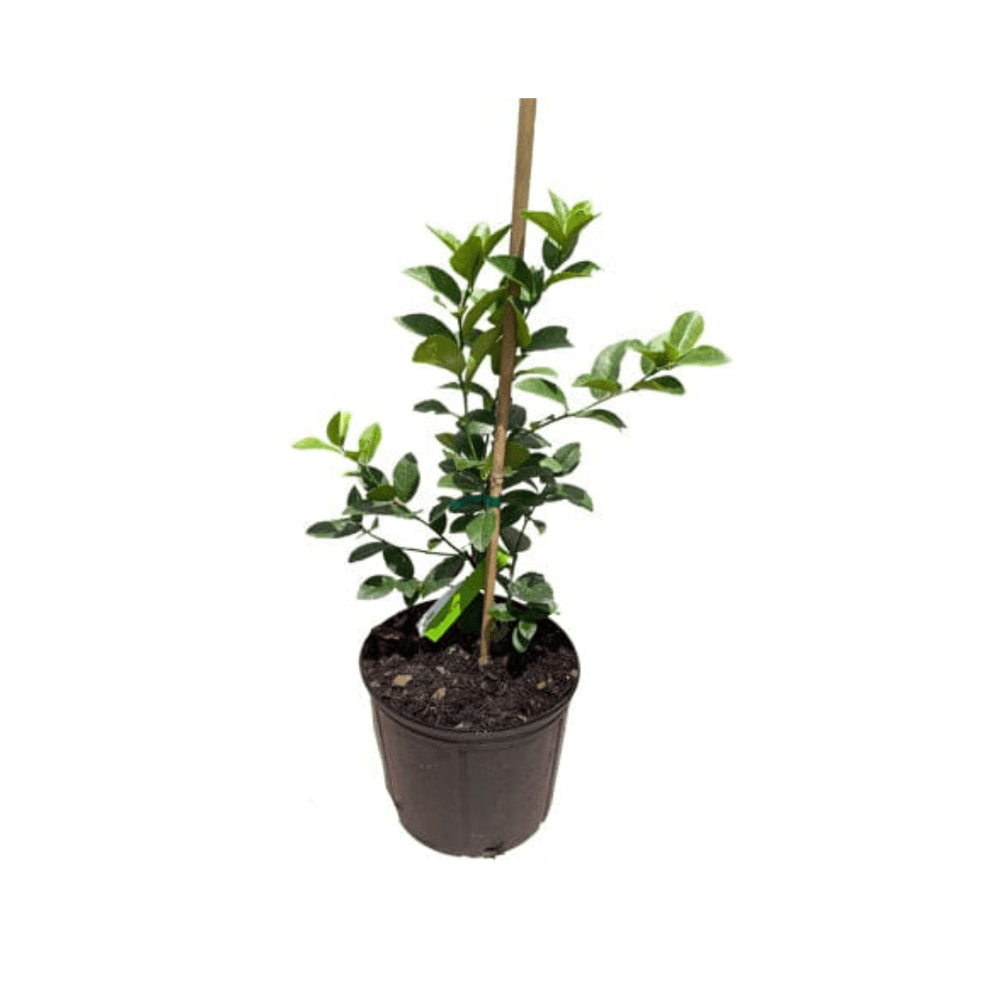 Thornless Key Lime Tree | from cuttings | Mexican Lime Tree 113-Brite Leaf Citrus Nursery 24-30 inches & 1-gal 