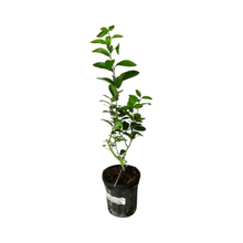 Thornless Key Lime Tree | from cuttings | Mexican Lime Tree 113-Brite Leaf Citrus Nursery 