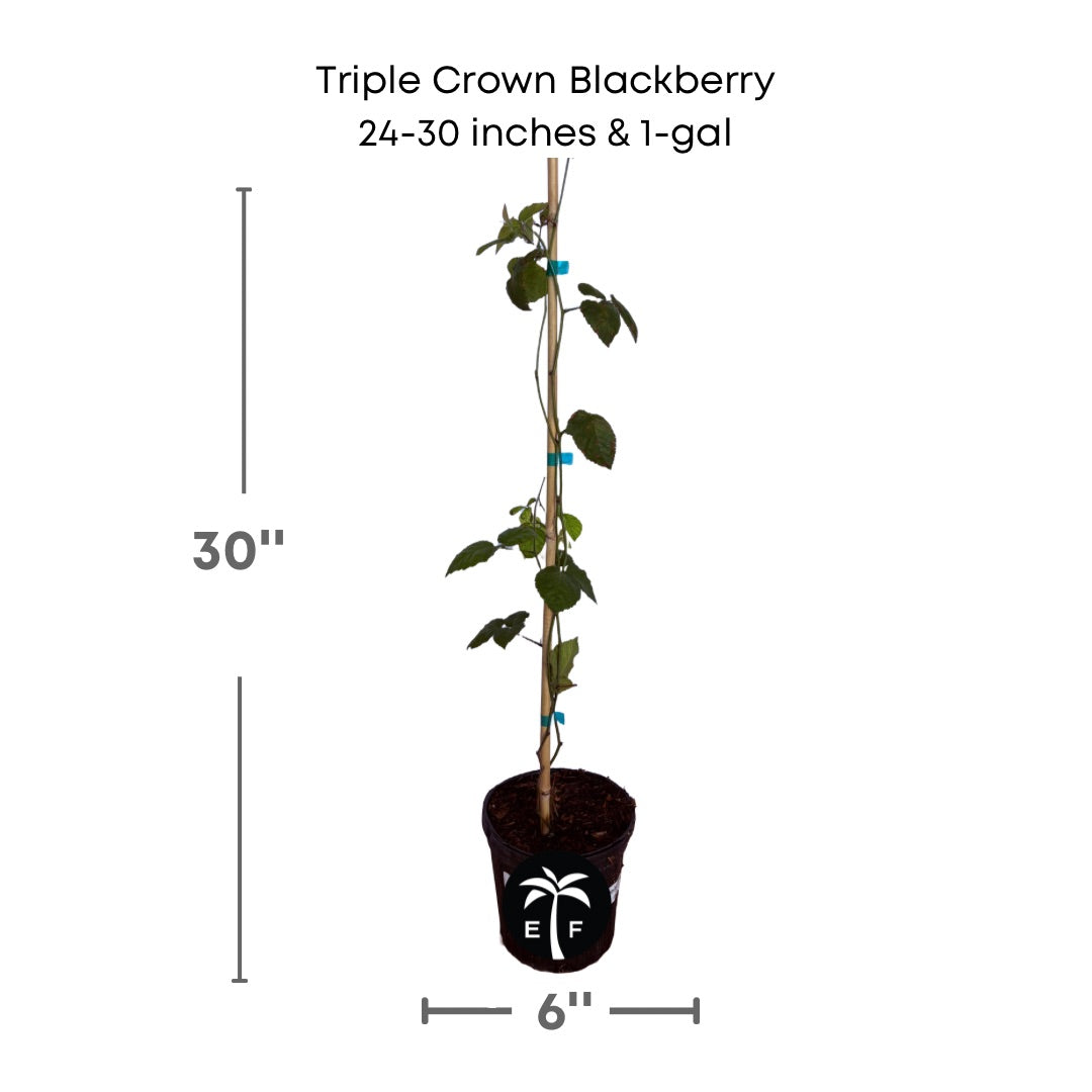 Triple Crown BlackBerry plant in a 1 gallon pot