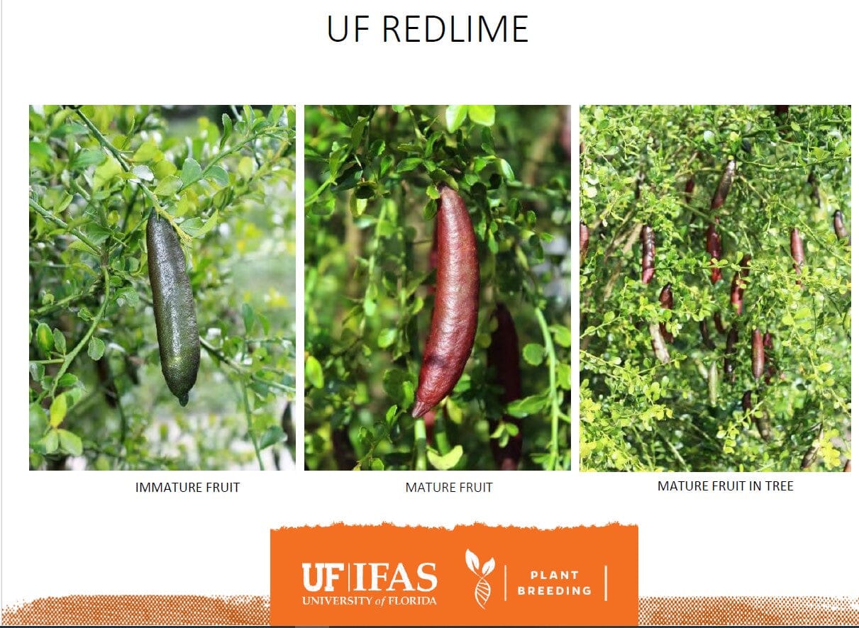 UF Red Lime Finger Tree Grafted Australian 113-Brite Leaf Citrus Nursery