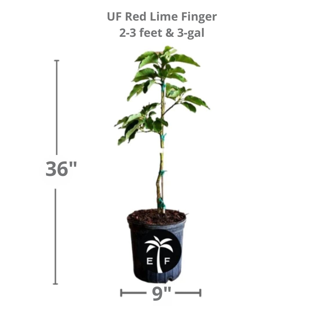 UF Red Lime Finger Tree Grafted Australian 113-Brite Leaf Citrus Nursery 