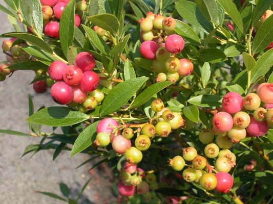 Pink Lemonade Blueberry Plant - Vibrant Flavor for Your Garden