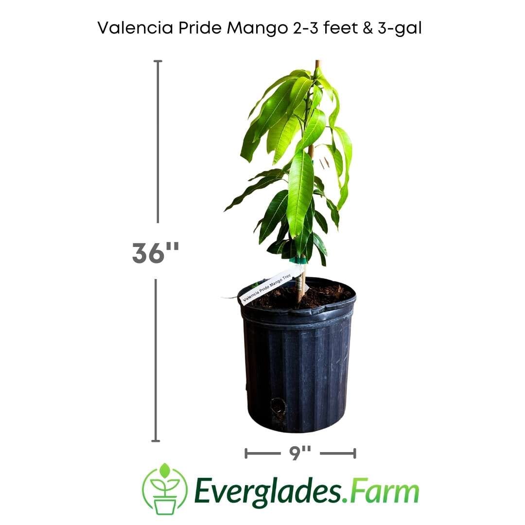 Valencia Pride Mango Tree Grafted Fruit Trees 100-Carlos Tropical Fruits 2-3 feet & 3-gal