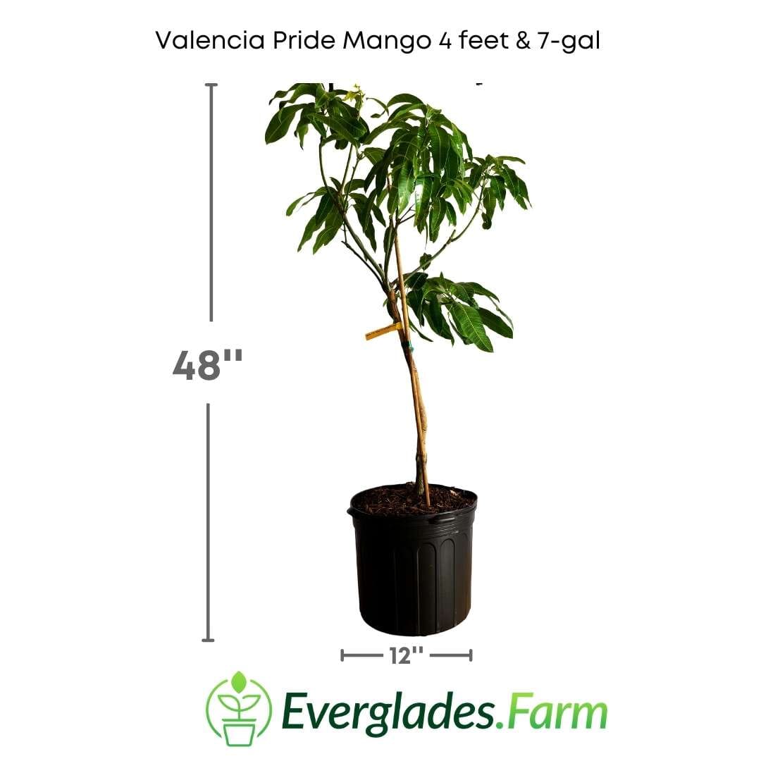 Valencia Pride Mango Tree Grafted Fruit Trees 100-Carlos Tropical Fruits 4 feet & 7-gal