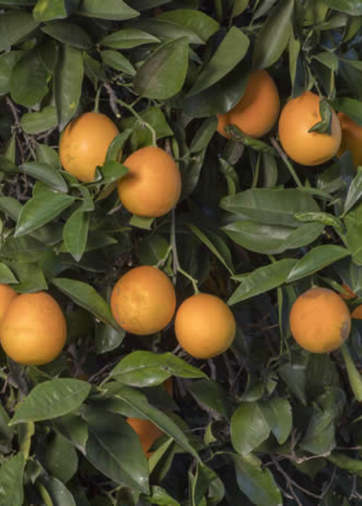 Vernia Sweet Orange Tree 123-Holmberg Farms, Inc. 