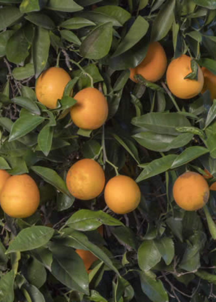 Vernia Sweet Orange Tree