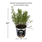 Vibrant Fresh Spearmint Plant Yerba Buena - Aromatic Culinary Herb for Your Garden Everglades Farm 24-30 inches & 3-gal