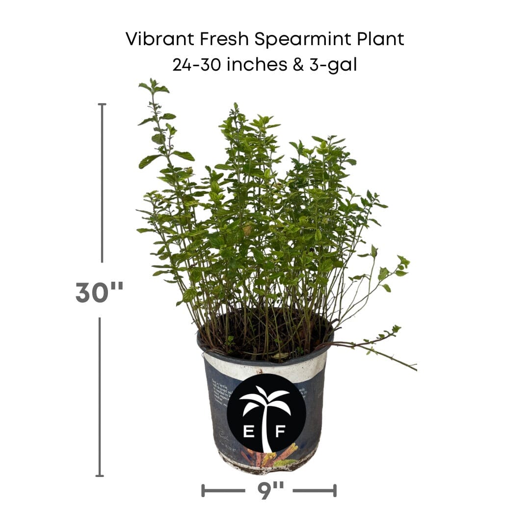 Vibrant Fresh Spearmint Plant Yerba Buena - Aromatic Culinary Herb for Your Garden Everglades Farm 24-30 inches & 3-gal