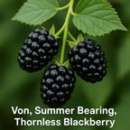 Von, Summer Bearing, Thornless Blackberry Plant 103-Pine Island Nursery 