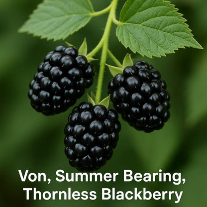 Von Summer Bearing Thornless Blackberry