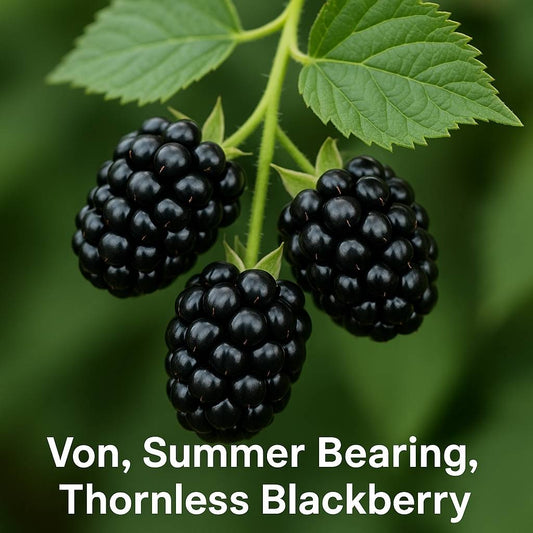Von Summer Bearing Thornless Blackberry
