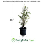 Wonderful Pomegranate Tree, Red Fruit Fruit Trees 111-Lalo Melo 2-3 feet & 3-gal 