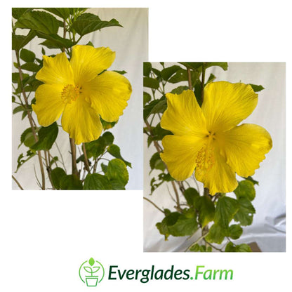 Known for its dazzling yellow color, it is a fascinating species that adds a vibrant touch to any garden. Scientifically known as Hibiscus rosa-sinensis, this perennial plant is appreciated for its large trumpet-shaped flowers that can measure up to 15 centimeters in diameter.