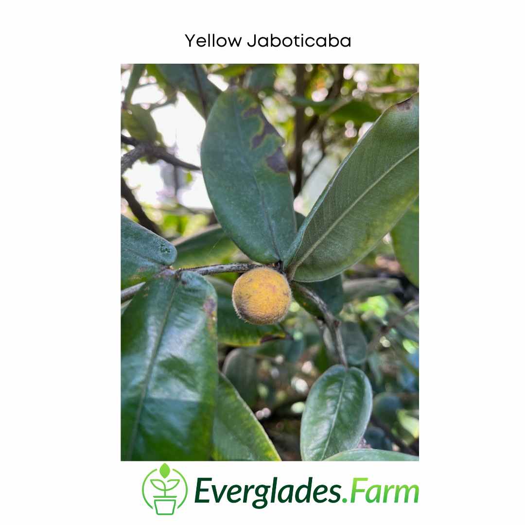 yellow jaboticaba fruit everglades farm