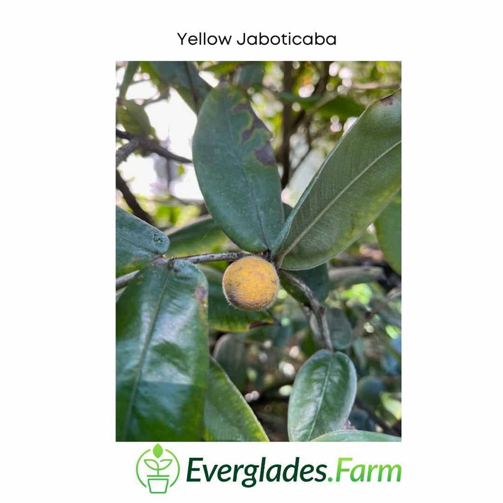 Yellow Jaboticaba Tree Fruit Trees 103-Pine Island Nursery
