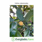 Yellow Jaboticaba Tree Fruit Trees 103-Pine Island Nursery