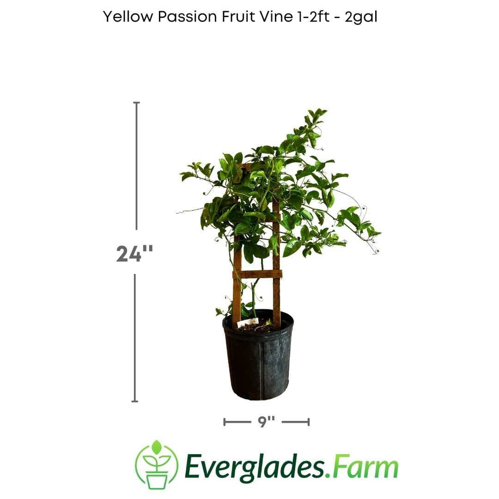 Yellow Passion Fruit Vine, Maracuya Amarillo for sale from Florida Fruit Trees 118-Agri-Starts Inc 