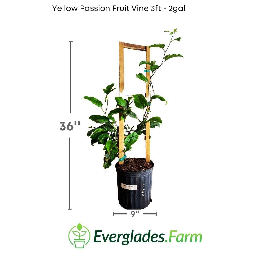 Yellow Passion Fruit Vine, Maracuya Amarillo for sale from Florida Fruit Trees 118-Agri-Starts Inc 2-3 feet & 3-gal 