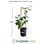 Yellow Passion Fruit Vine, Maracuya Amarillo for sale from Florida Fruit Trees 118-Agri-Starts Inc 2-3 feet & 3-gal 
