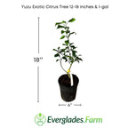 Yuzu Exotic Citrus Tree 113-Brite Leaf Citrus Nursery 12-18 inches & 1-gal