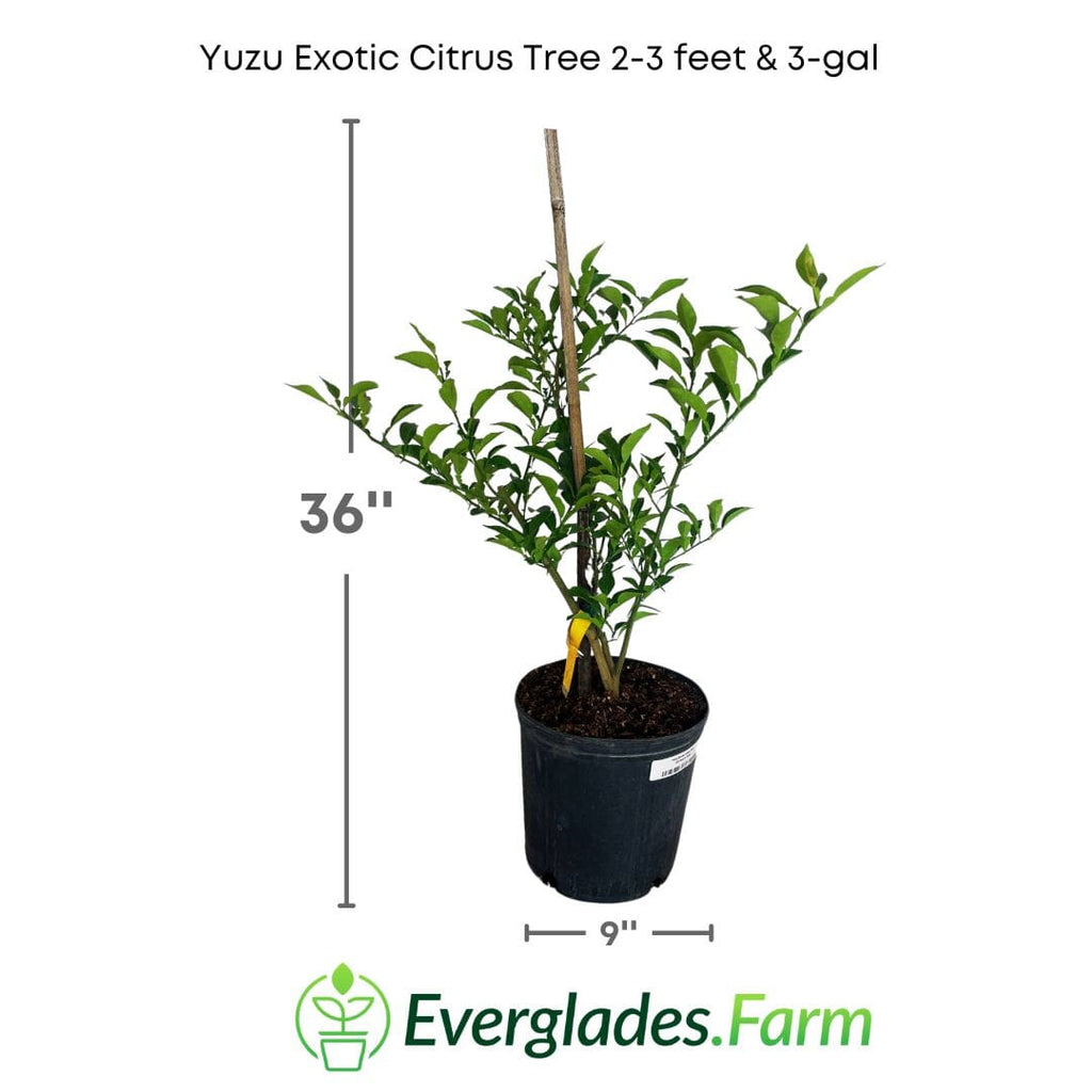 Yuzu Exotic Citrus Tree 113-Brite Leaf Citrus Nursery 2-3 feet & 3-gal
