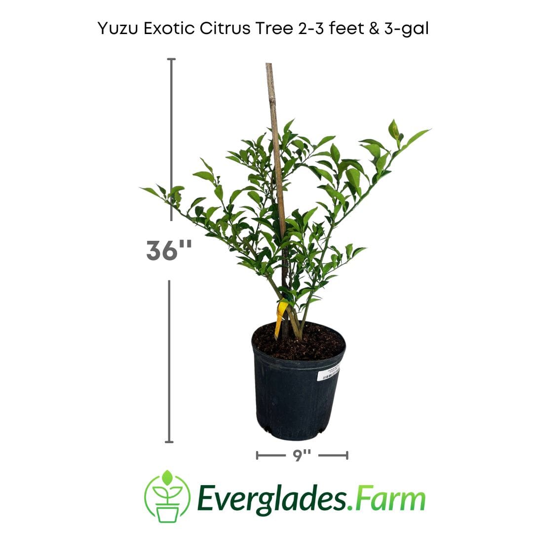 Yuzu Exotic Citrus Tree 113-Brite Leaf Citrus Nursery 2-3 feet & 3-gal