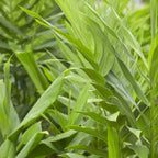 Yellow Turmeric Ginger | Curcuma Longa Plant Everglades Farm 